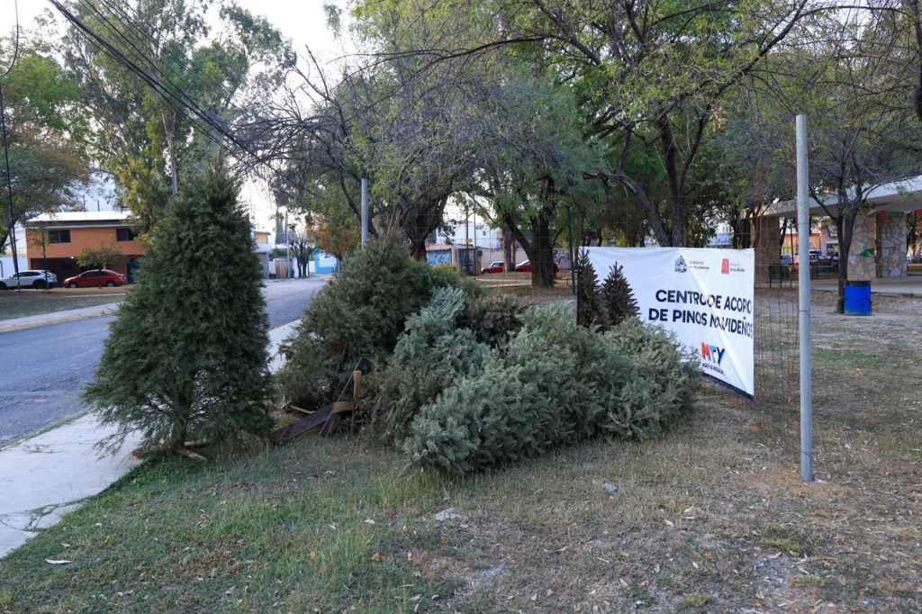 pinos-navideños-centros-de-acopio-medio-ambiente-composta