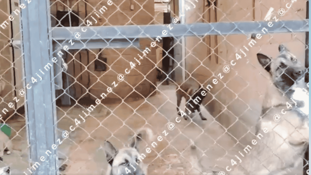 maltrato animal en edomex de rescate de perros