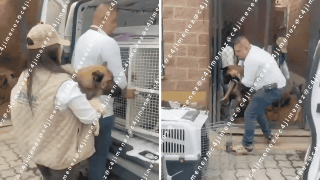 rescate de perros
